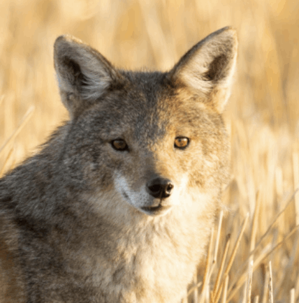 African Golden Wolf - Flofaunes