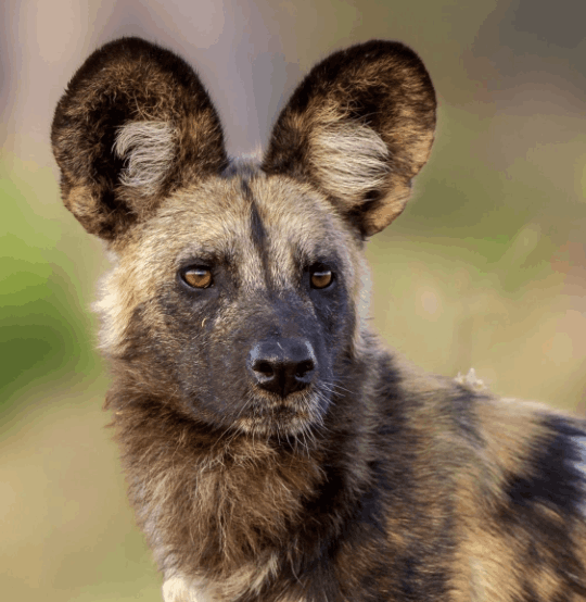 African Wild Dog - Flofaunes