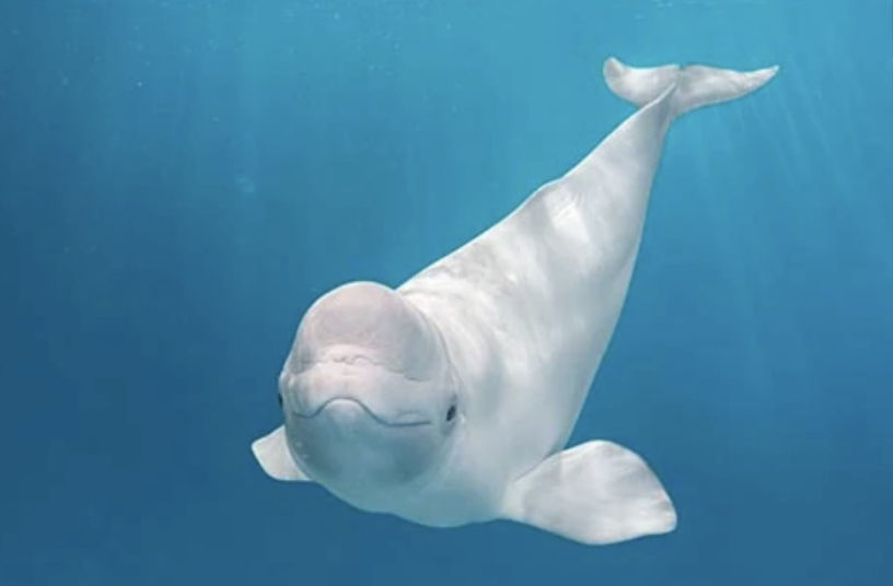 Beluga Whale - Flofaunes