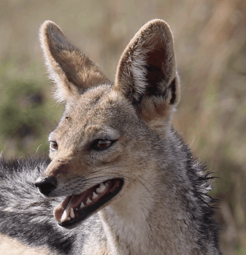 Black backed Jackal - Flofaunes