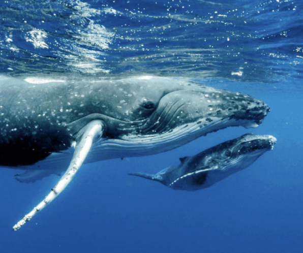 Blue Whale - Flofaunes