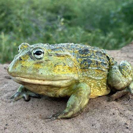 Listen to Bullfrog - Flofaunes