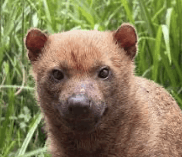 Bush Dog - Flofaunes