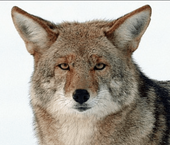 Coyote - Flofaunes