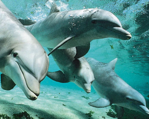 Bottlenose Dolphin - Flofaunes
