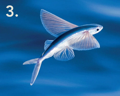 Flying Fish - Flofaunes