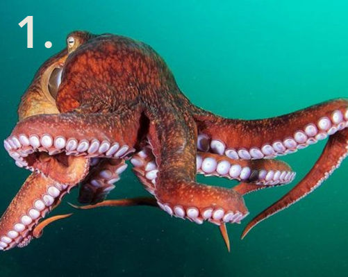Giant Pacific Octupus - Flofaunes