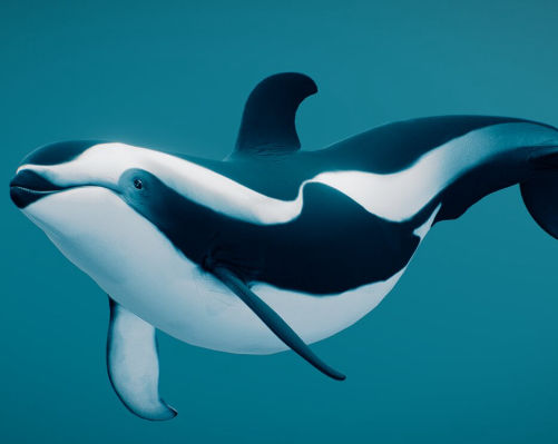 White Sided Dolphin - Flofaunes