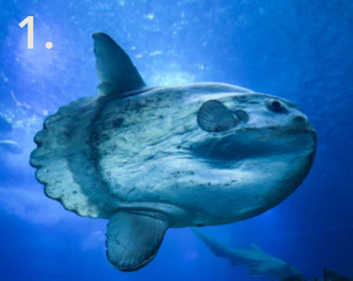 Mola Mola Fish - Flofaunes