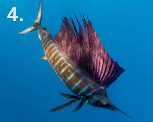 Sailfish - Flofaunes