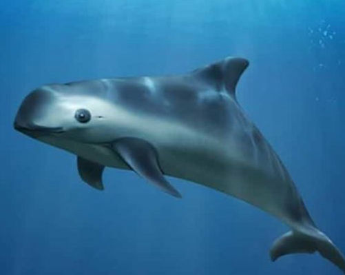 Vaquitas Dolphin - Flofaunes