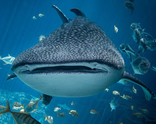 Whale Shark - Flofaunes