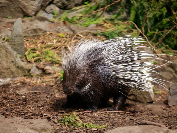Listen to the Crested Porcupine - Flofaunes