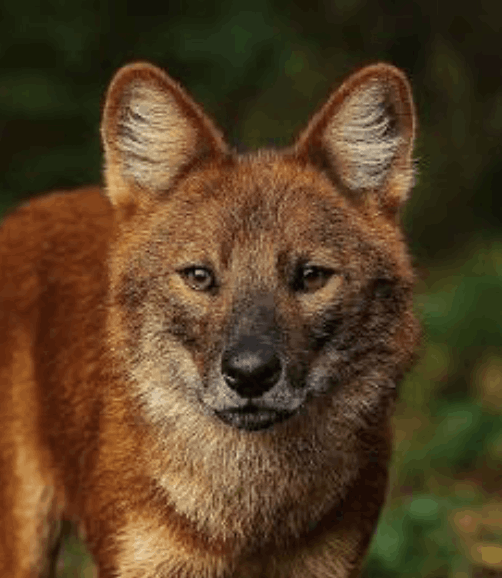 Dhole Dog - Flofaunes