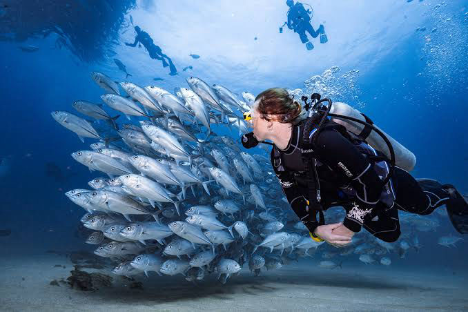 Scuba Diving - Flofaunes