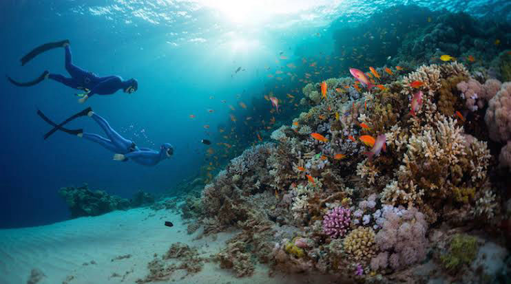 Free Diving - Flofaunes