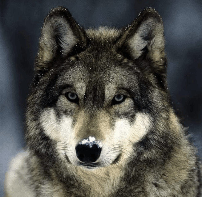Eastern Wolf - Flofaunes