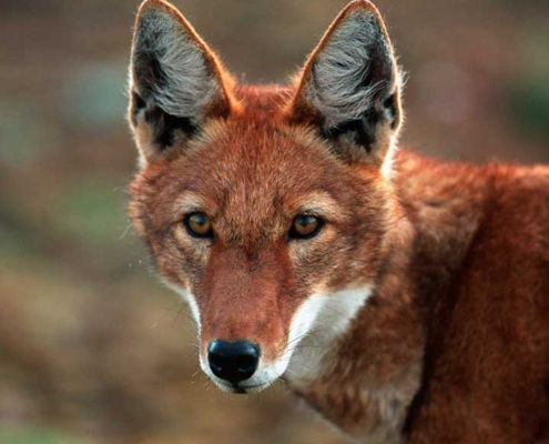 Ehtiopian Wolf - Flofaunes