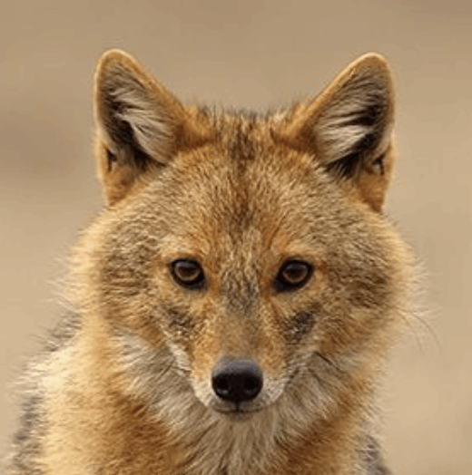 Ehtiopian Wolf - Flofaunes