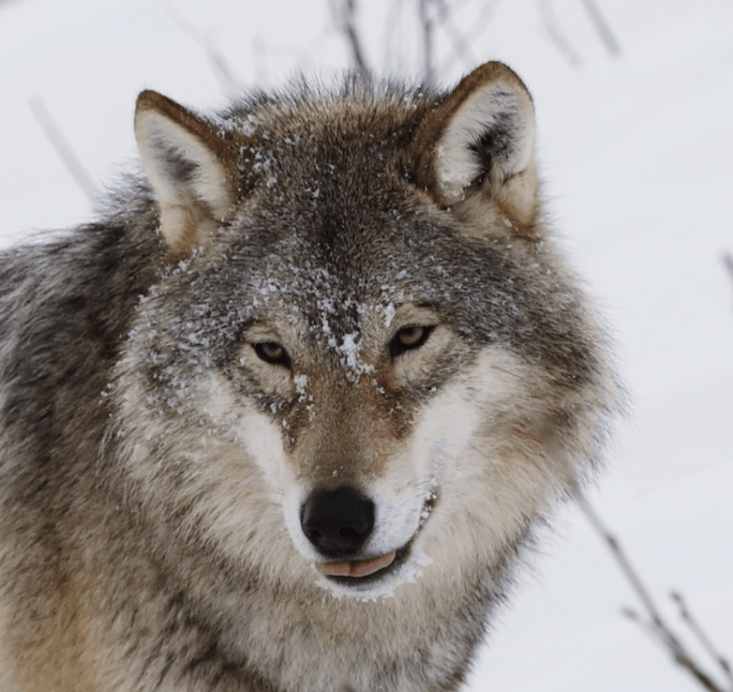 Gray Wolf - Flofaunes
