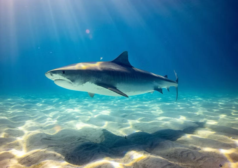 Great White Shark - Flofaunes