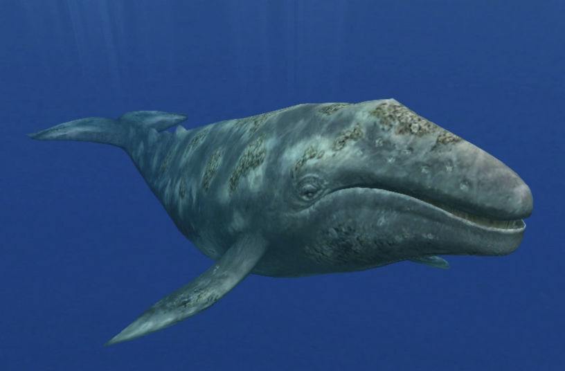 Grey Whale - Flofaunes