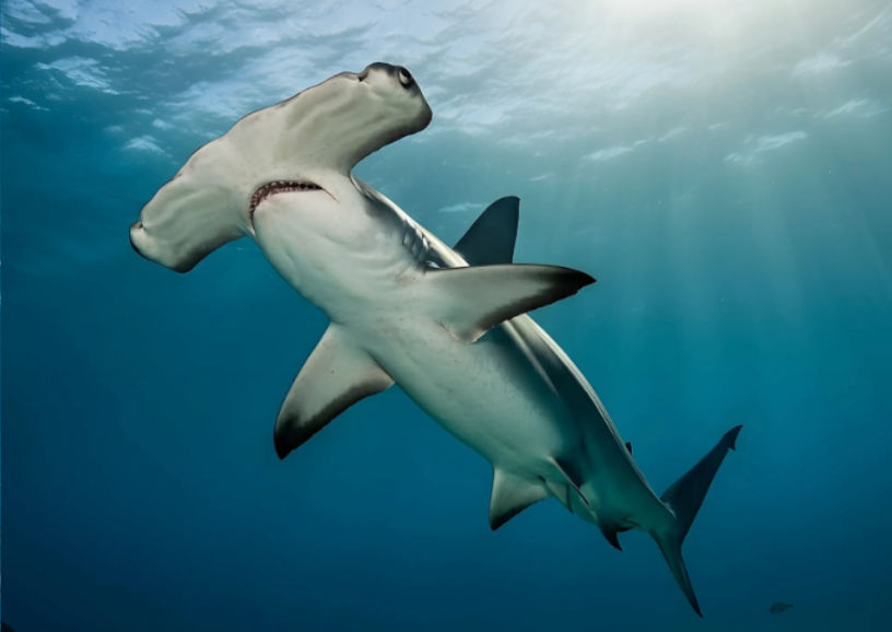 Hammerhead Shark - Flofaunes