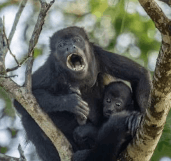 Listen to the Howler monkey- Flofauens