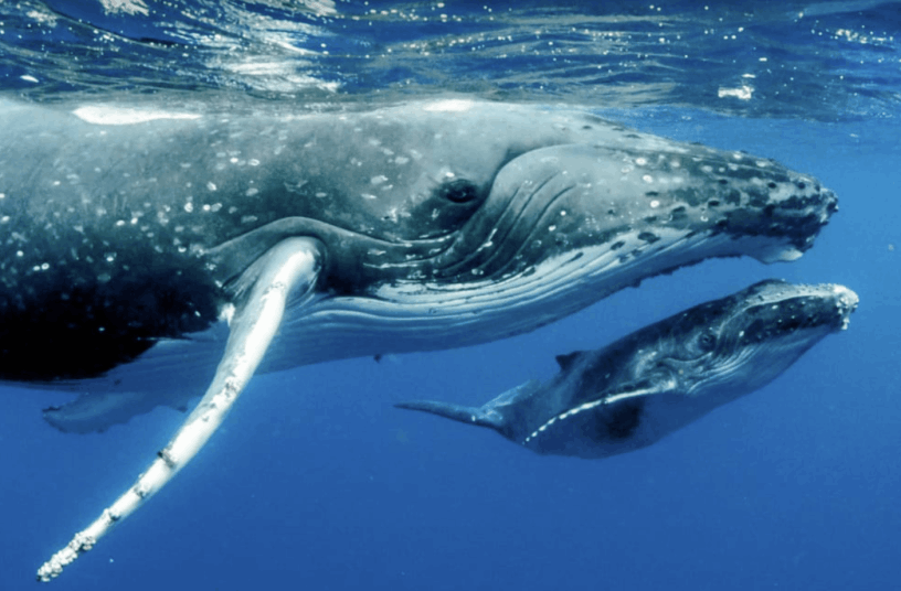 Humpback Whale - Flofaunes
