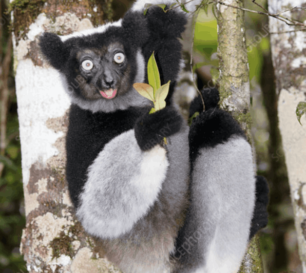 Listen to the Indri Lemur - Flofaunes