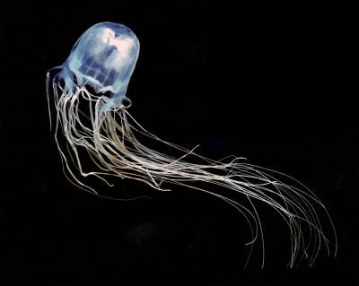 IRUKANDJI JELLYFISH - Flofaunes