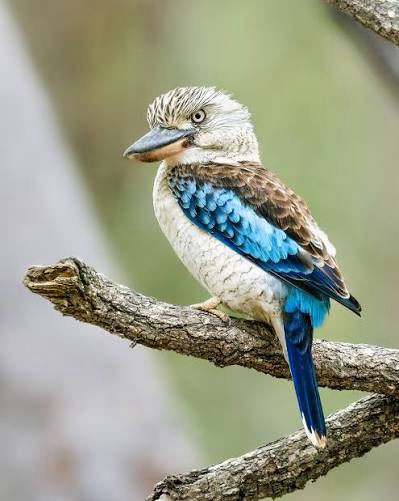 Listen to Kookaburra - Flofaunes