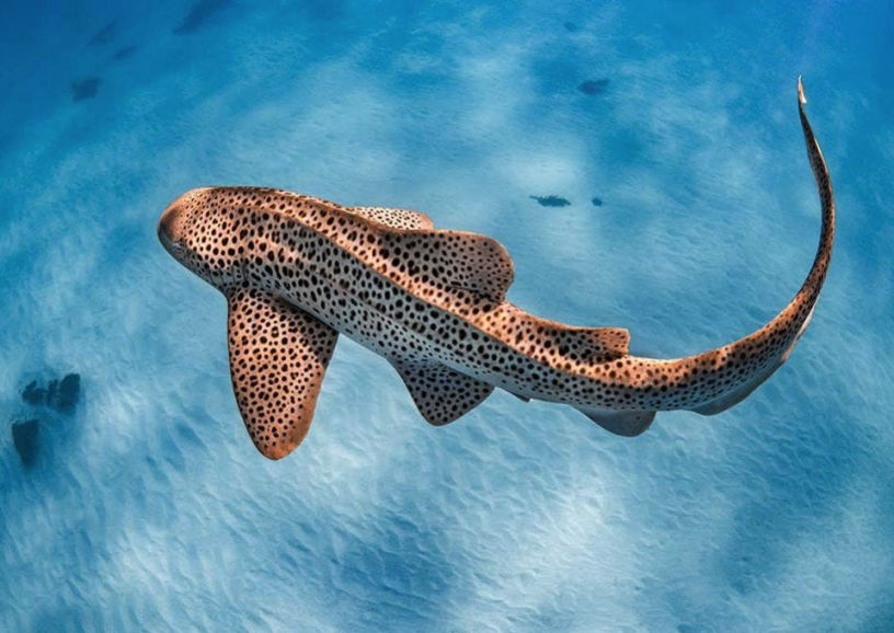 Leopard Shark - Flofaunes