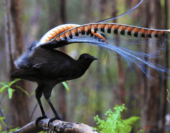 Listen to Lyrebird - Flofaunes