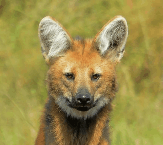 Maned Wolf - Flofaunes