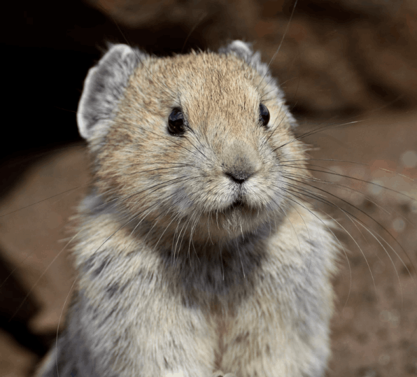 Listen to the Pika - Flofaunes