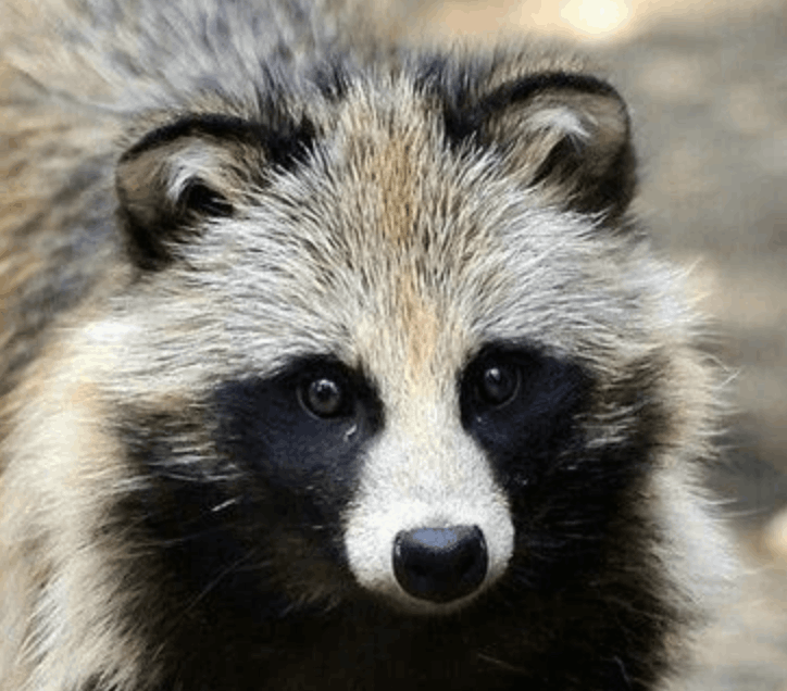 Raccoon Dog - Flofaunes