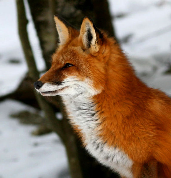 Listen to the Red Fox - Flofaunes