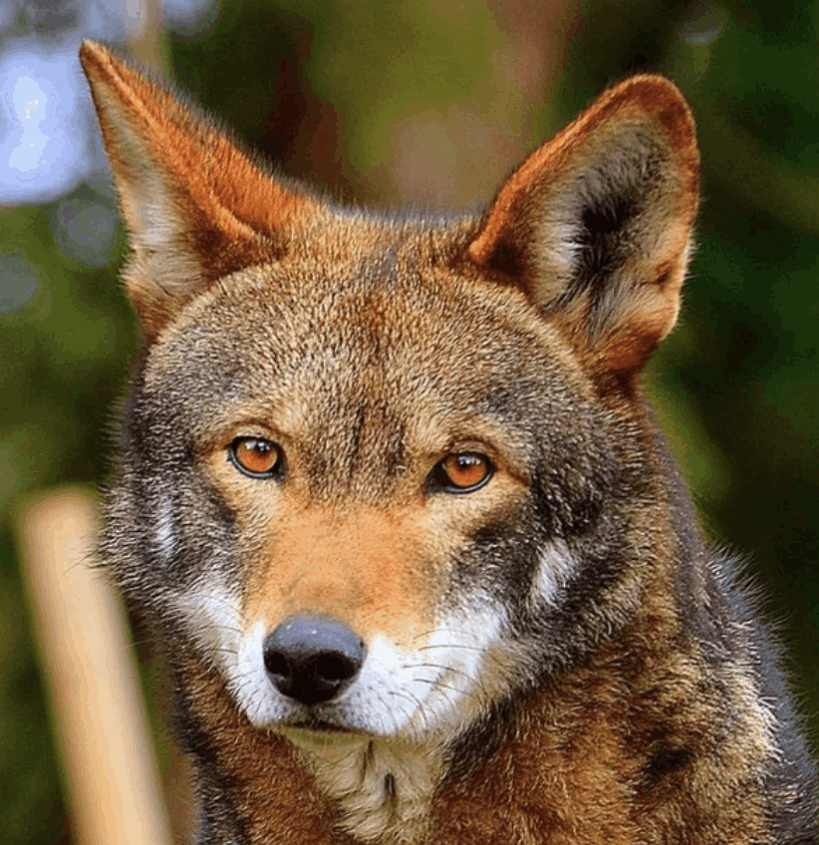 Red Wolf - Flofaunes