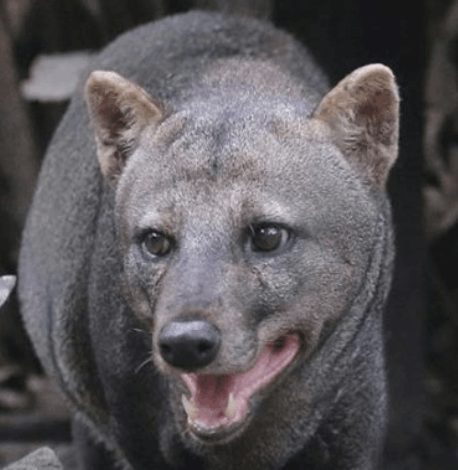 Short eared Dog - Flofaunes