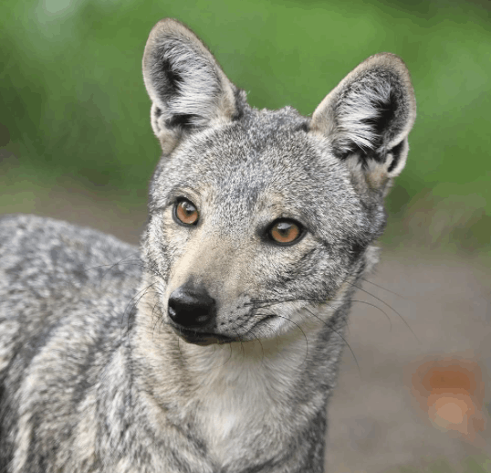 Side Stripe Jackal - Flofaunes