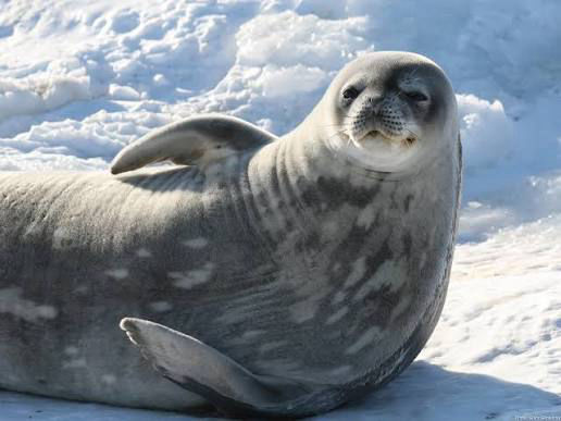 Listen to Weddell seal - Flofaunes